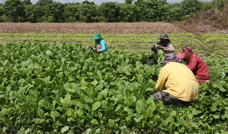 New MAFF measures to cut reliance on imported vegetables, official says